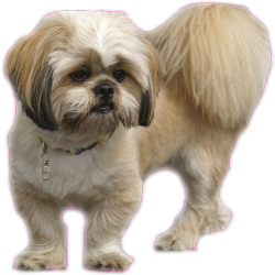 Autocollant chien-Lhassa apso