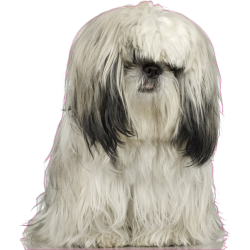 Autocollant chien-shih tzu