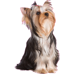 Autocollant chien-yorkshire-1