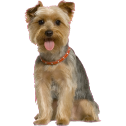 Autocollant chien-yorkshire-2