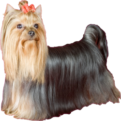 Autocollant chien-yorkshire