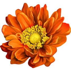 Autocollants Fleur Orange