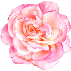 Autocollants Fleur Rose 1