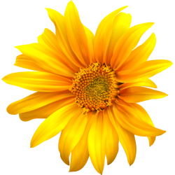 Autocollants Fleur Tournesol