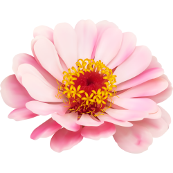 Autocollants Fleur Rose Pâle