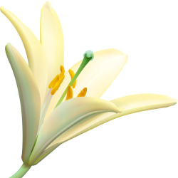 Autocollants Fleur Blanc