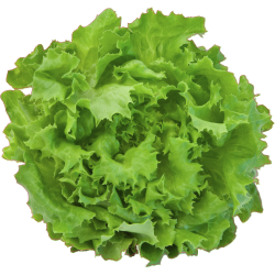 Autocollant Fruits et legumes Salade