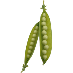 Autocollant Fruits et legumes Petit Pois