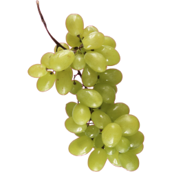 Autocollant Fruits et legumes Raisins