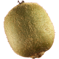 Autocollant Fruits et legumes kiwi