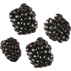 Autocollant Fruits et legumes Mures