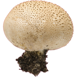 autocollants champignons