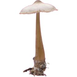 autocollants champignons