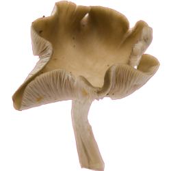 autocollants champignons