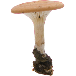 autocollants champignons