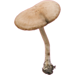 autocollants champignons