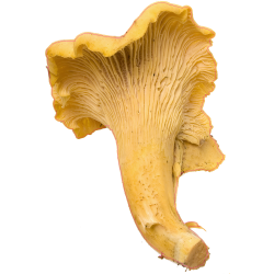 autocollants champignons