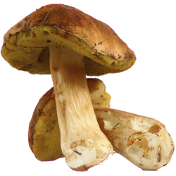 autocollants champignons