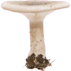 autocollants champignons