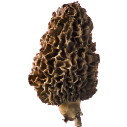 autocollants champignons