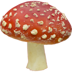 autocollants champignons