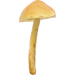 autocollants champignons