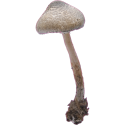 autocollants champignons