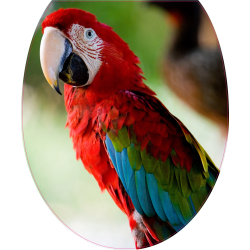 Autocollant WC Perroquet