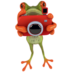 Autocollant Grenouille 3