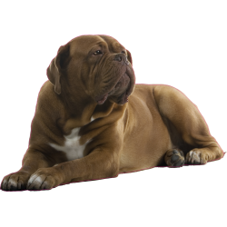 Autocollant dogue de bordeaux