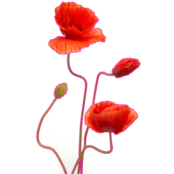 Sticker mural coquelicots