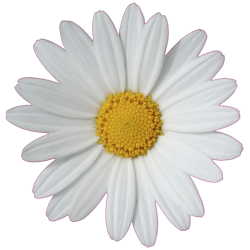 Autocollant Mural Marguerite