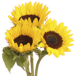 Autocollant Mural Tournesol