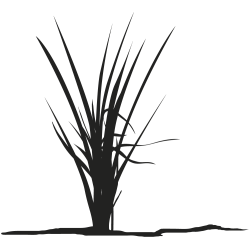 Sticker mural plante