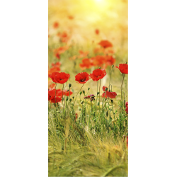 Champs De Coquelicots