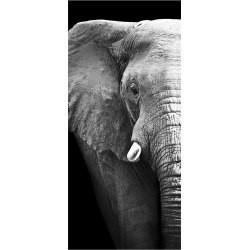 Elephant 5