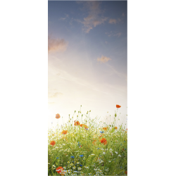 Champs De Coquelicots 1