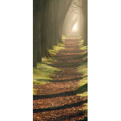 Chemin En Foret
