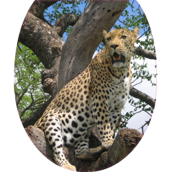 Autocollant WC Guepard