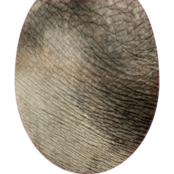 Autocollant WC Peau Elephant