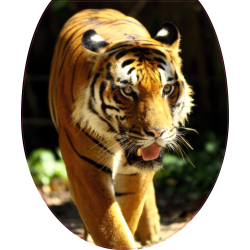 Autocollant WC Tigre