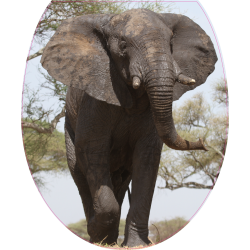 Autocollant WC Elephant