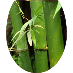 Autocollant WC Bambou