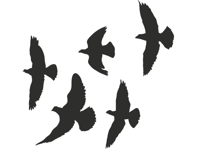 Sticker Aigles - Oiseaux