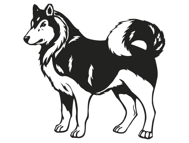 chien husky - Chiens