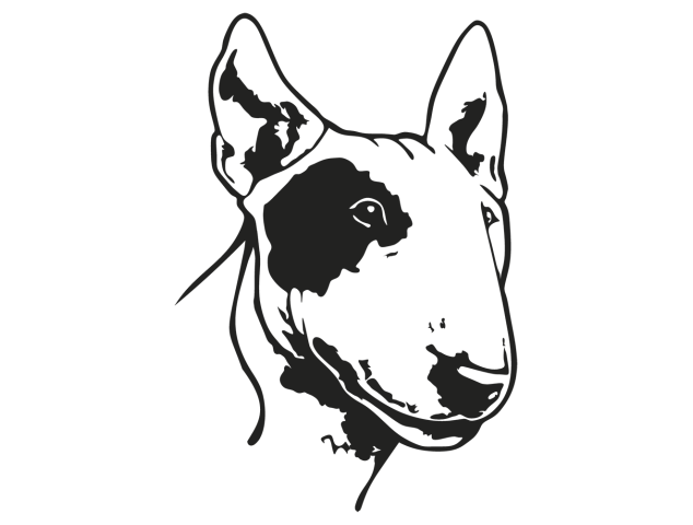 chien bull terrier - Chiens