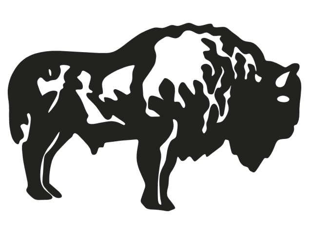 bison - Taureaux
