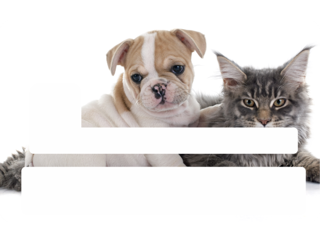 Sticker Cb Bouledogue Chat - Skin Pour Carte Bancaire - Carte Bancaire