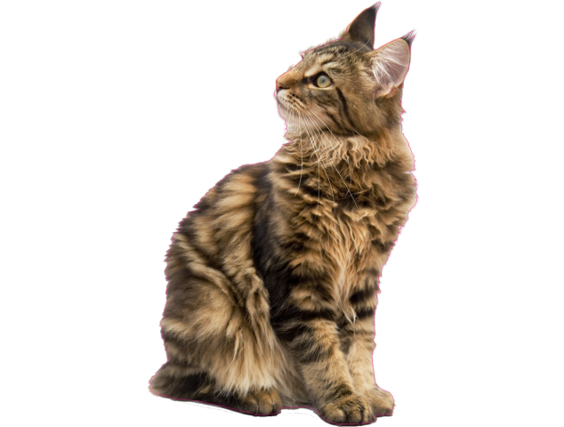 Autocollant De Voiture Maine Coon En Métal Déchiré, Autocollant 3D