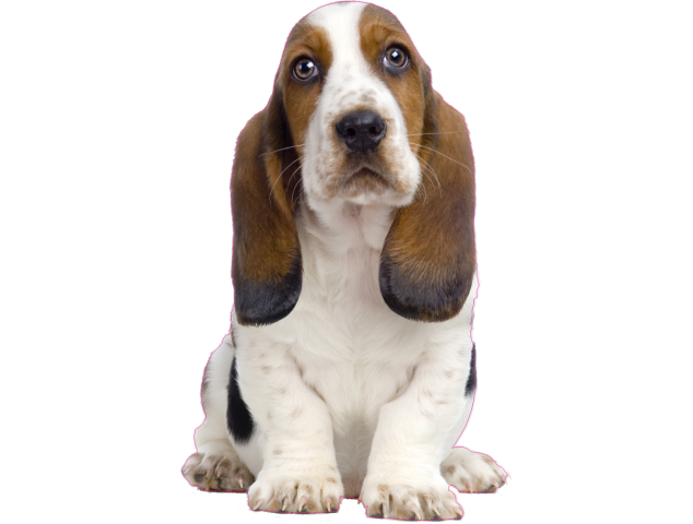 Autocollant chien-basset-1 - Chiens